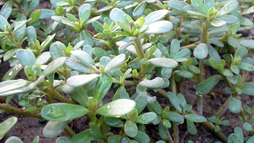 Purslane can be used for salads and side dishes and grown readily in the garden