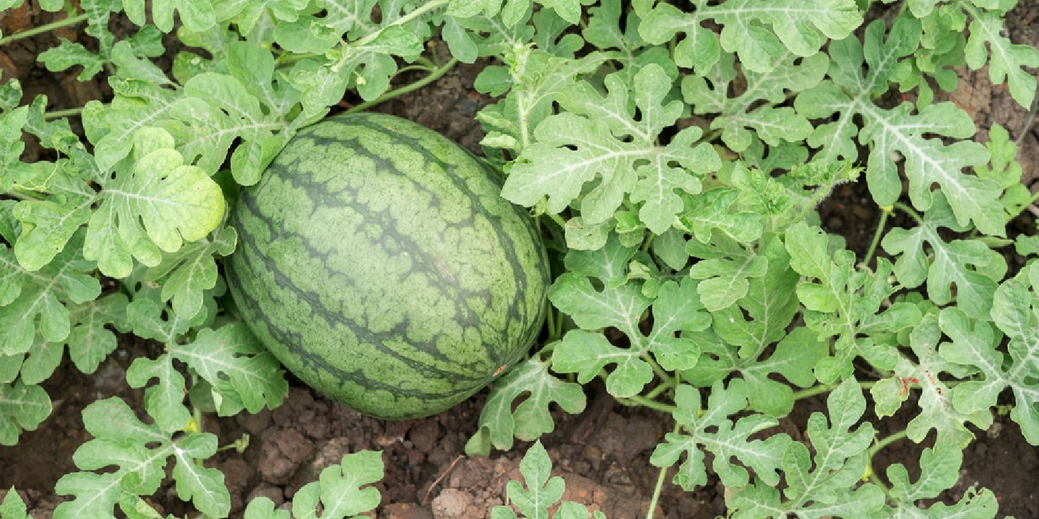 Watermelon Farming