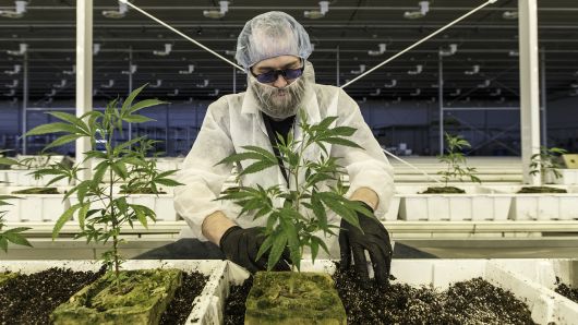 An employee tends to marijuana plants at the Aurora Cannabis