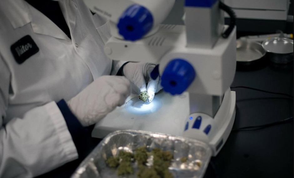 Cannabis analyzed in the lab
