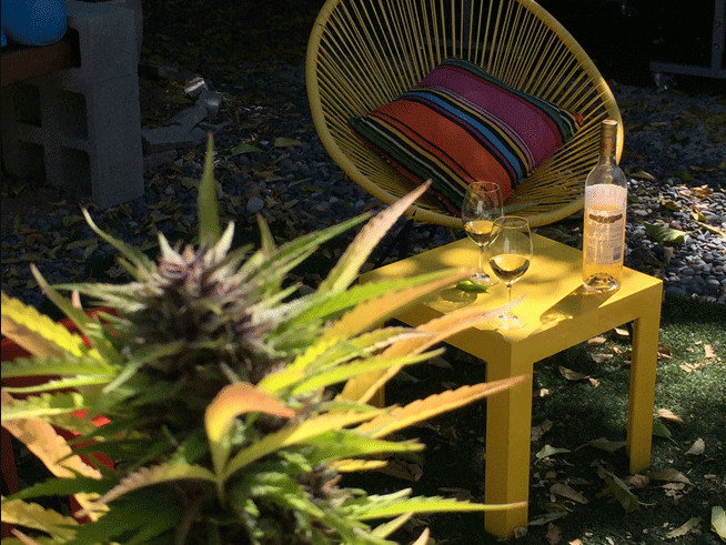 Marijuana plant and wine in Sonoma