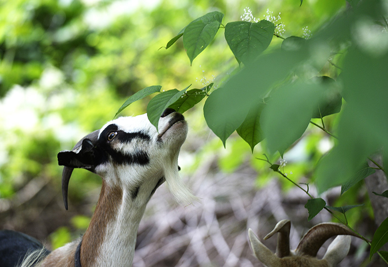 Goats are brought in to remove Japanese Knotweed