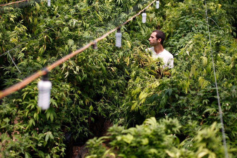 A worker harvests cannabis near Nazareth