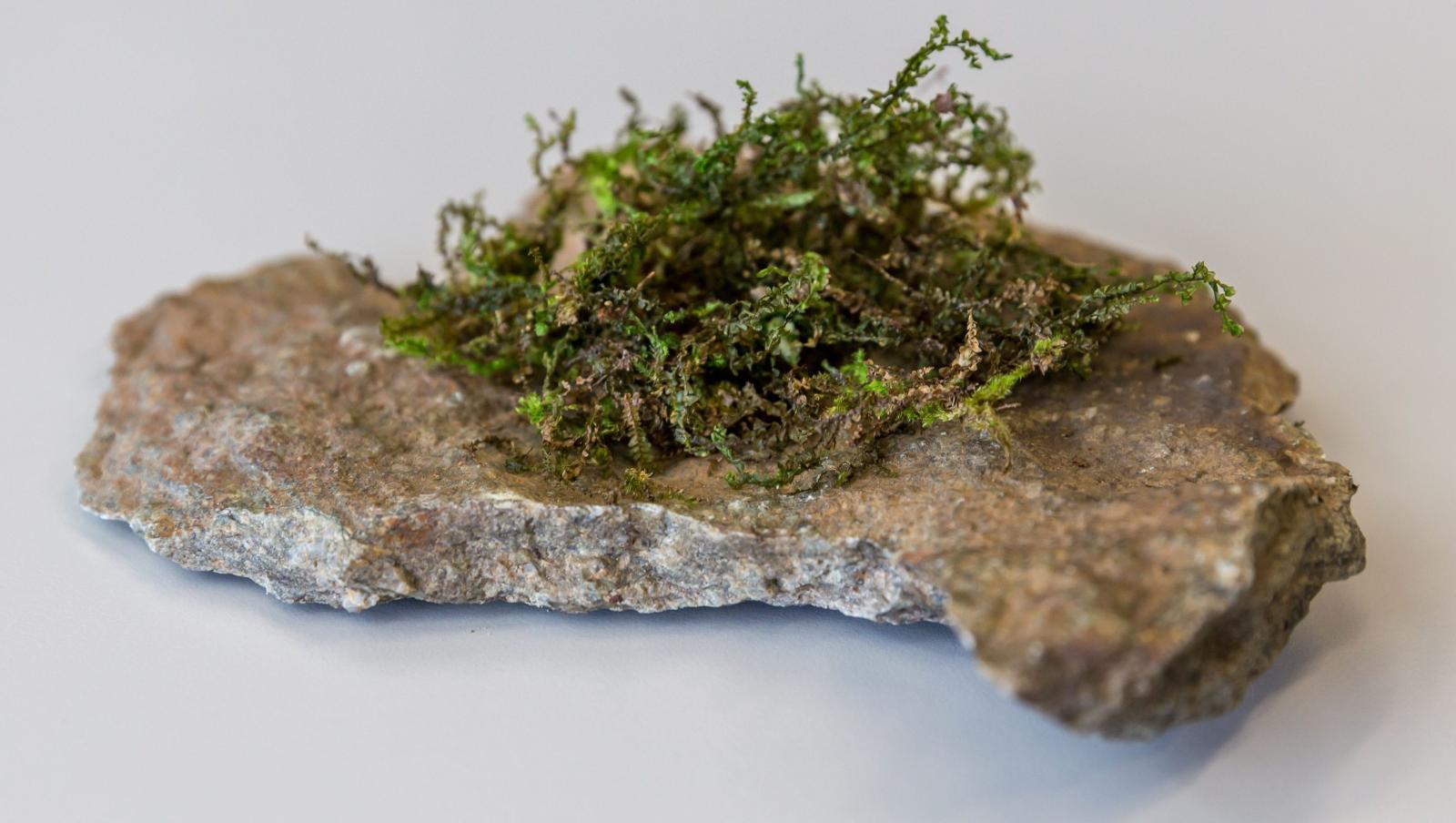 weed on rock