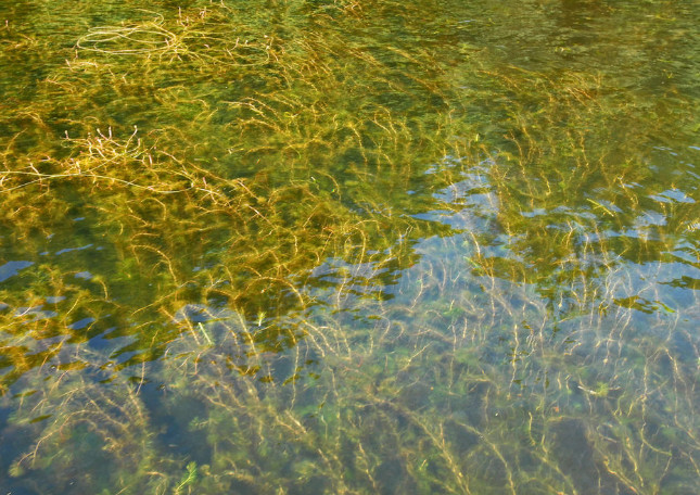 Milfoil settles into a section of Hadlock Pond in Fort Ann