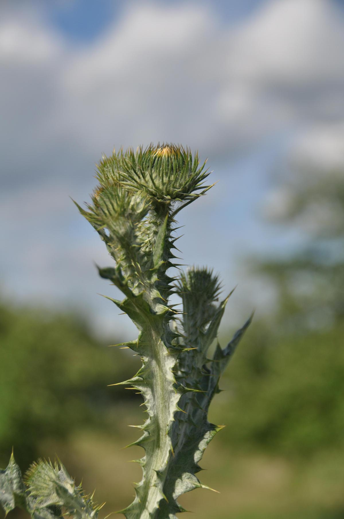 Gardening Early attack can thwart noxious weed invasion