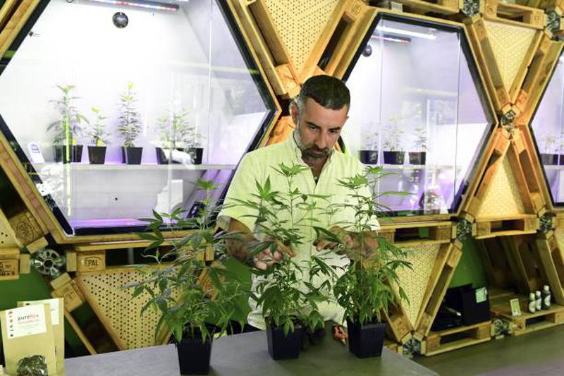 In Italy, ‘cannabis light’ is booming, though the weed is so weak it’s like decaf marijuana