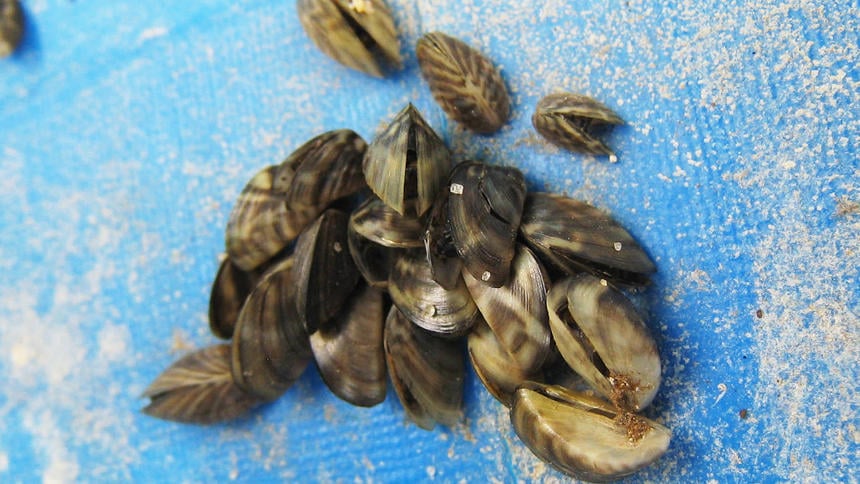 Laabs: Zebra mussels a nuisance in area lakes