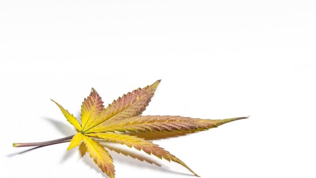Cannabis leaf problem